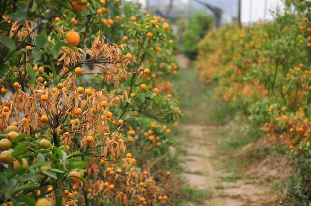 Hà Nội không mùa đông: Dân vẫn tắm hồ, đào quất lâm nguy ảnh 3