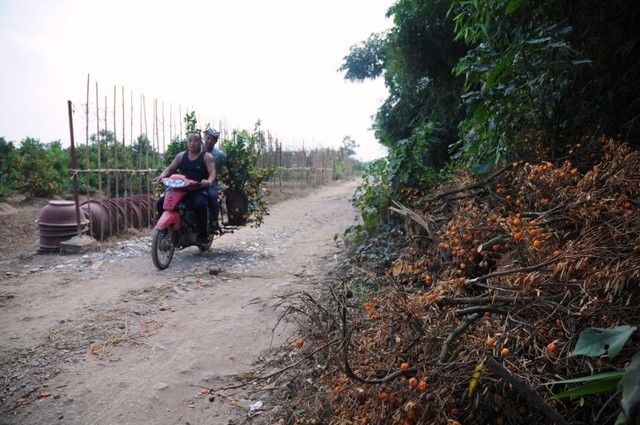 Hà Nội không mùa đông: Dân vẫn tắm hồ, đào quất lâm nguy ảnh 4