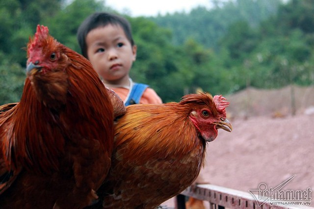 Độc đáo vua gà có râu, có mũ ở đất Quảng Ninh ảnh 4