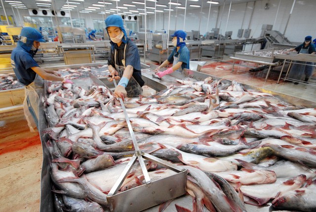 Trung Quốc trở thành “phao cứu tinh” cho các doanh nghiệp cá tra ảnh 2