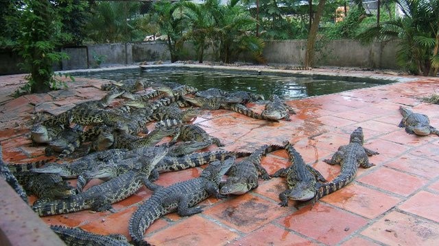 Những thú chơi ngông 'đốt tiền' của đại gia Việt ảnh 1