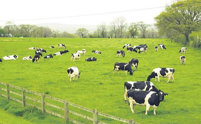 Đầu tư vào nông nghiệp, GTN gặp nhiều thách thức ảnh 1