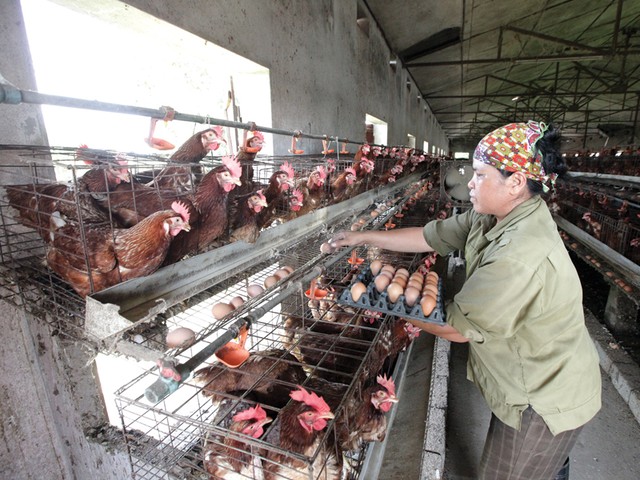 Ngân hàng vẫn... ngại nông nghiệp ảnh 1