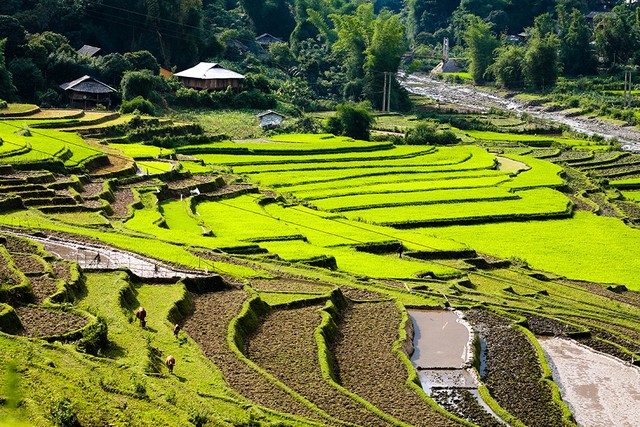 Cốm Tú Lệ, quà của trời và đất ảnh 1