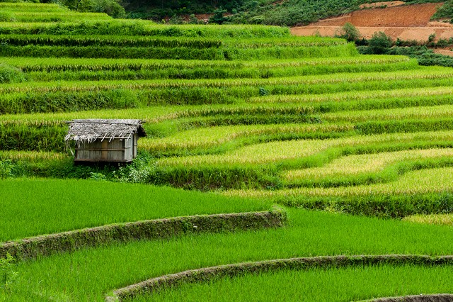 Cốm Tú Lệ, quà của trời và đất ảnh 2