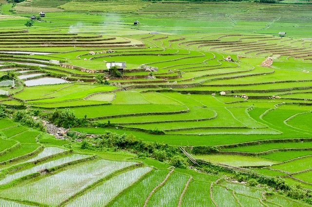 Cốm Tú Lệ, quà của trời và đất ảnh 3