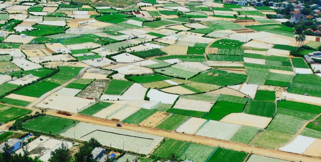 Lý Sơn - “Đảo tiên” giữa biển ảnh 6