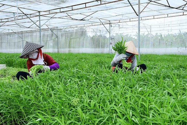 Thủ tướng yêu cầu Bình Dương chấn chỉnh tồn tại trong thanh tra Vinamit ảnh 1