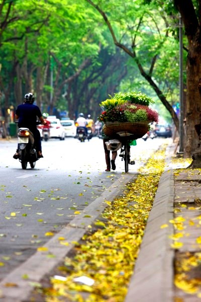 Vẻ đẹp “mùa thu thứ hai” của Hà Nội ảnh 9