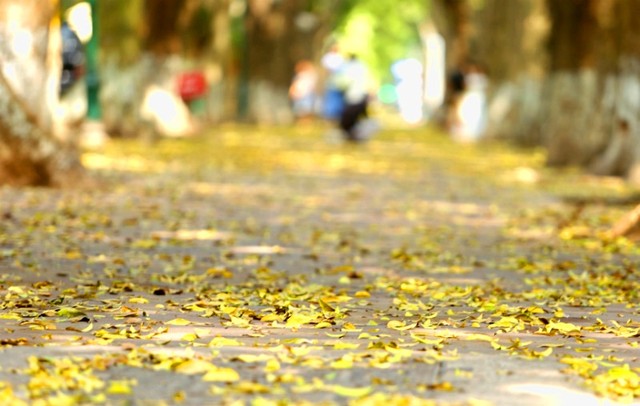 Vẻ đẹp “mùa thu thứ hai” của Hà Nội ảnh 10