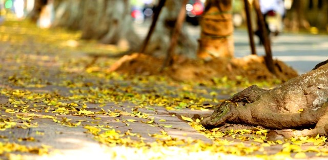 Vẻ đẹp “mùa thu thứ hai” của Hà Nội ảnh 5