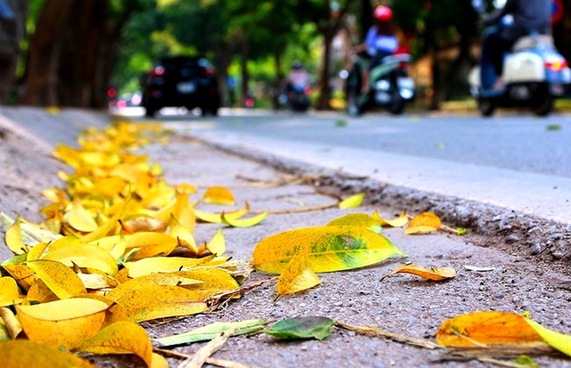 Vẻ đẹp “mùa thu thứ hai” của Hà Nội ảnh 8