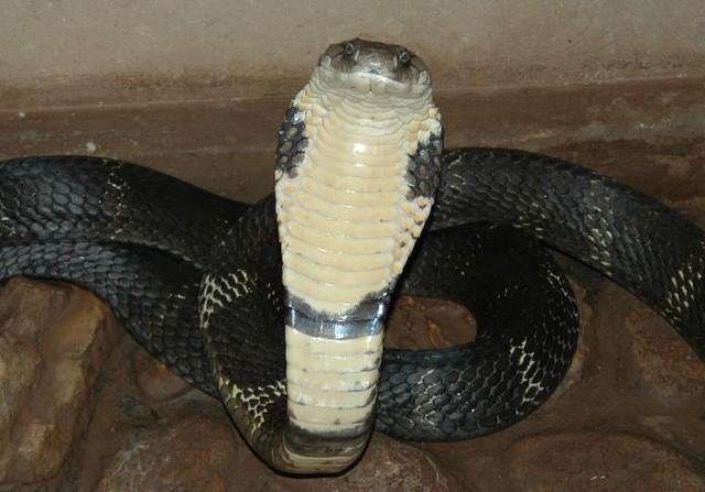 La cobra real se traga al depredador en un abrir y cerrar de ojos foto 2