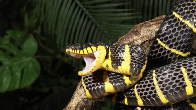 La cobra real se traga a un depredador en un abrir y cerrar de ojos foto 1