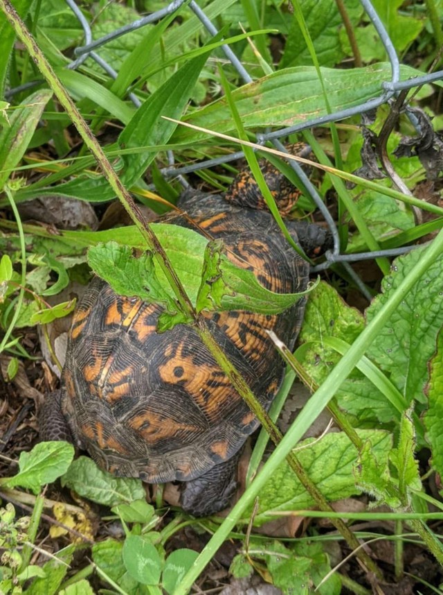 The turtle was stuck in the mesh of the iron fence.