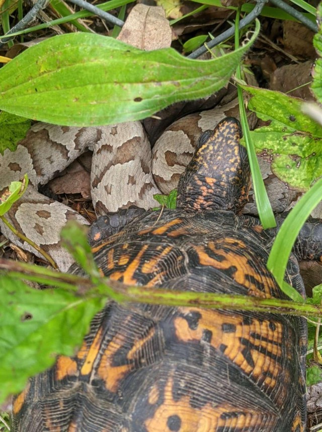 Below where the turtle lay was a very large poisonous snake.