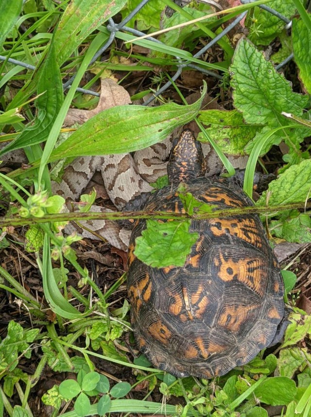 Because she was so scared, Ms. Rodriguez dropped the turtle back to the ground. However, she still managed to take a photo to calm down.