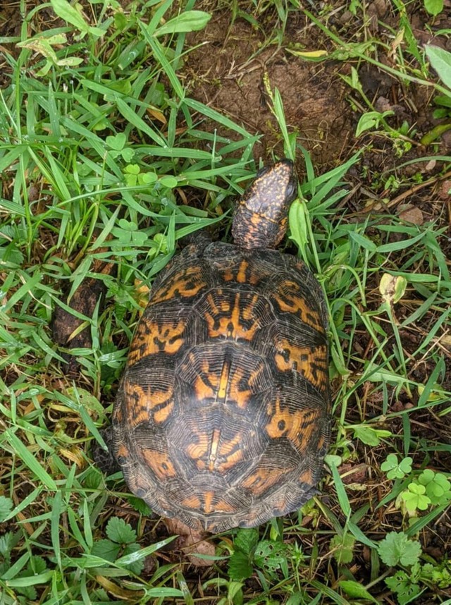 Finally, the turtle was rescued and brought to safety.