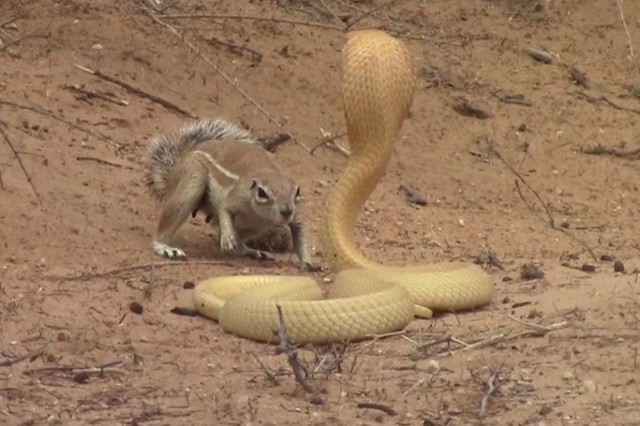 Incluso intentó burlarse de la cobra.