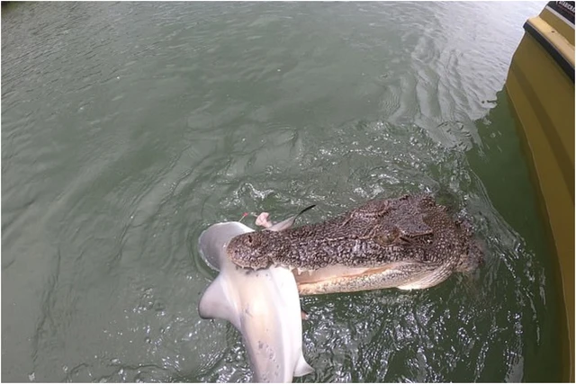 Bị kéo đến sát tàu nhưng con cá sấu nhất quyết không buông con mồi ra.