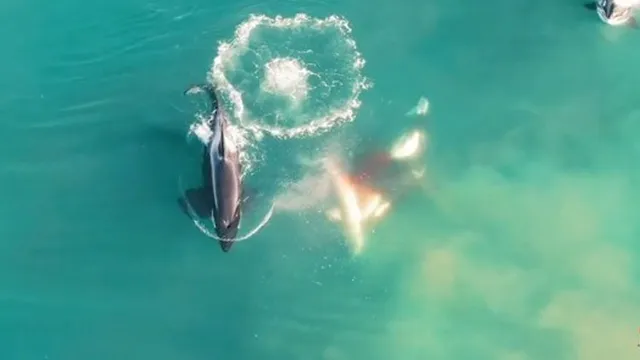 Con cá mập trắng khổng lồ chỉ còn lại vũng máu sau màn tấn công của đàn cá voi sát thủ. Con cá mập trắng khổng lồ chỉ còn lại vũng máu sau màn tấn công của đàn cá voi sát thủ.