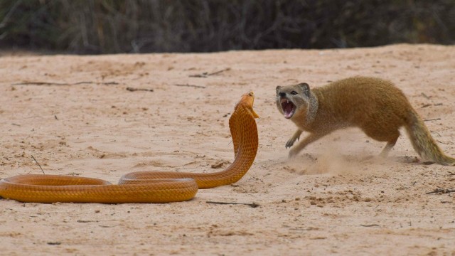 The magnut appears as 1 hero, participating in the battle. The magnut appears as 1 hero, participating in the battle.