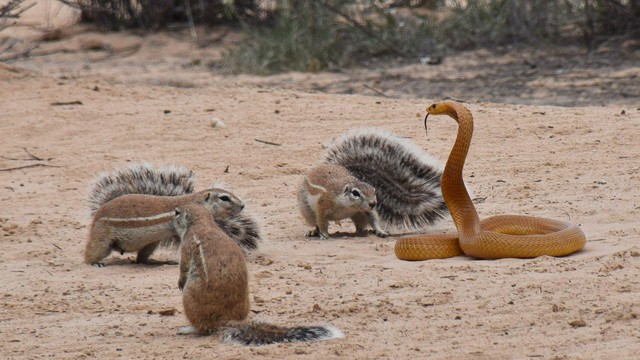 The cuffs and the cyts take turns constantly making the cobra stunned. The cuffs and the cyts take turns constantly making the cobra stunned.