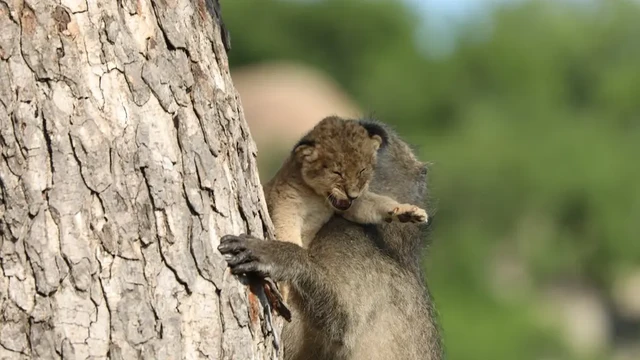 Khỉ đầu chó chăm sóc chú sư tử con cực kỳ cẩn thận.