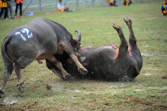 Người dân nô nức đi xem chọi trâu ngày đầu năm mới ảnh 10