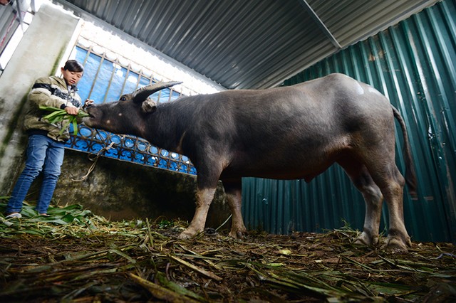 Người dân nô nức đi xem chọi trâu ngày đầu năm mới ảnh 3