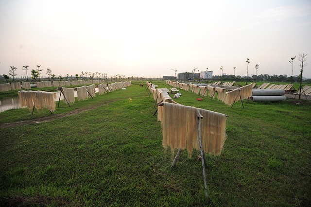 Phơi miến, chăn bò tại dự án đại gia “điếu cày” mới sắm ảnh 9