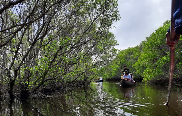 Tham quan rừng ngập mặn. Tham quan rừng ngập mặn.