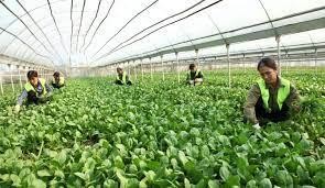 Vĩnh Phúc đang tích cực tái cơ cấu ngành nông nghiệp để tăng hiệu quả cho các mô hình hợp tác xã. Ảnh: Internet.