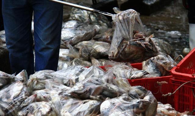 Túi ni lông được dùng phổ biến trong hoạt động đánh bắt cá nhưng khâu xử lý còn nhiều hạn chế. Ảnh: Thành Nguyễn. Túi ni lông được dùng phổ biến trong hoạt động đánh bắt cá nhưng khâu xử lý còn nhiều hạn chế. Ảnh: Thành Nguyễn.