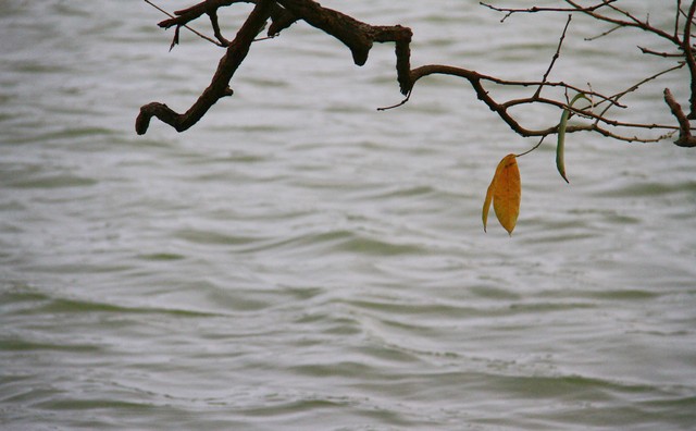 Chiếc lá cuối cùng. Ảnh: Thành Nguyễn. Chiếc lá cuối cùng. Ảnh: Thành Nguyễn.