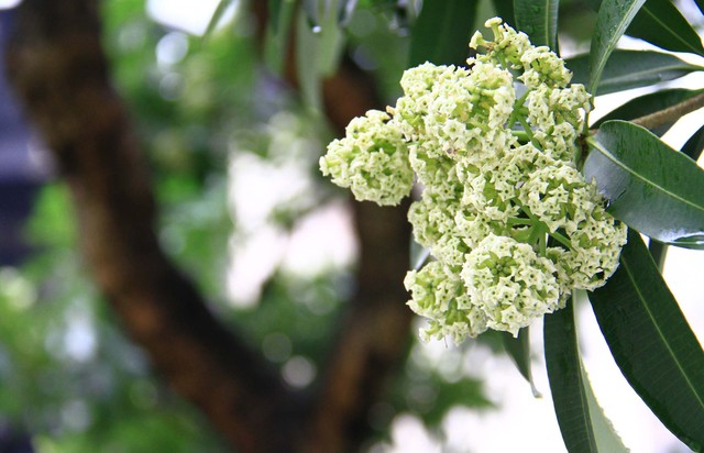 Hoa Sữa, đặc sản của Hà Nội. Ảnh: Thành Nguyễn. Hoa Sữa, đặc sản của Hà Nội. Ảnh: Thành Nguyễn.