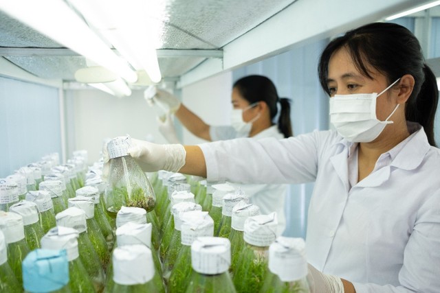 TTC AgriS nghiên cứu và phát triển các giải pháp nuôi cấy mô, mía giống một mắt mầm (Stump bầu) và chuyển giao trực tiếp đến Người nông dân, đem lại những hiệu quả rất khả quan về giống mía