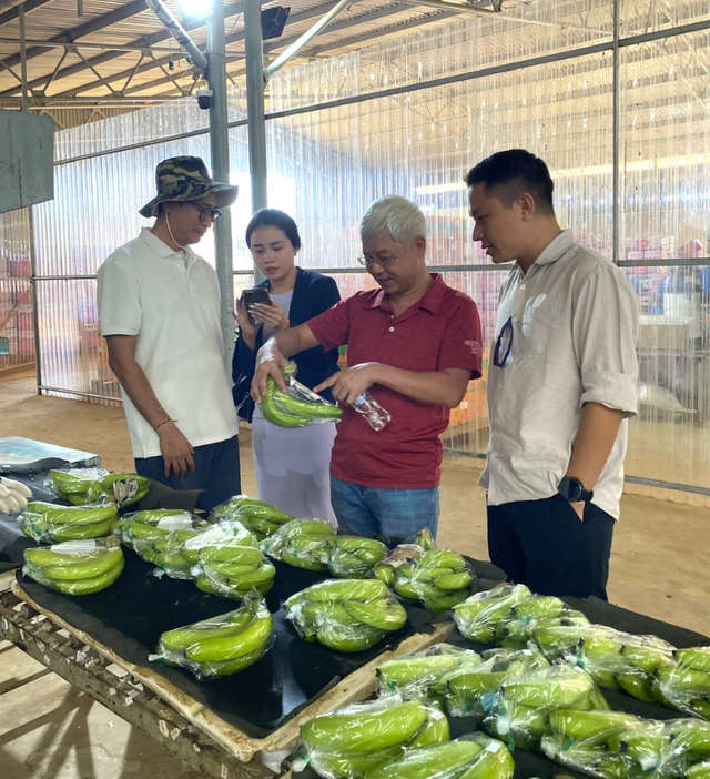 Thăm quan xưởng đóng gói chuối xuất khẩu của HAGL, tìm hiểu tên tuổi khách hàng trên mã vạch dán trên sản phẩm. Ông Đào Phúc Tường, chuyên gia tài chính, nhà đầu tư chứng khoán kinh nghiệm (áo đỏ) đã theo sát HAGL mấy năm qua đánh giá HAGL là doanh nghiệp hồi sinh, thường đem lại cơ hội sinh lời bằng lần khi đầu tư lâu dài.