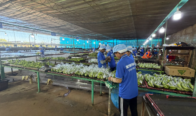 Các xưởng đóng gói chuối ngày càng đông công nhân làm việc khi sản lượng xuất bán tăng lên