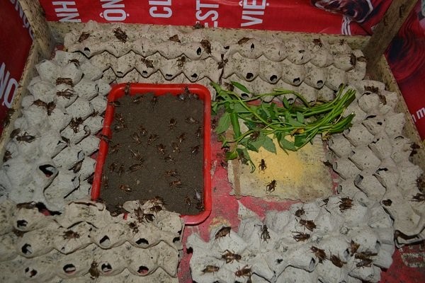 Thạc sỹ lương không đủ sống, bỏ bục giảng đi nuôi dế ảnh 1