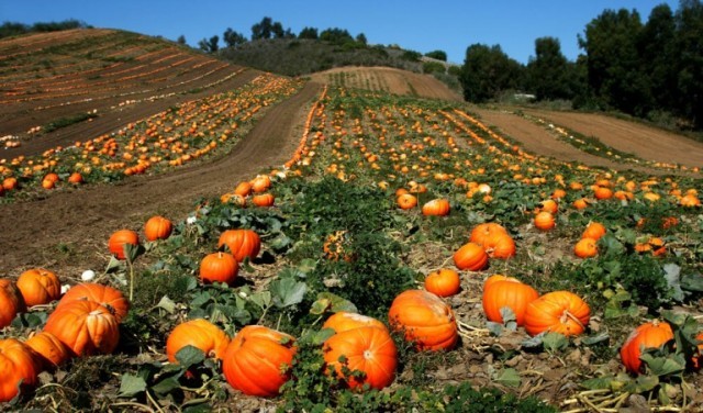 Quả bí ngô trong phong tục Halloween hiện đại ảnh 1