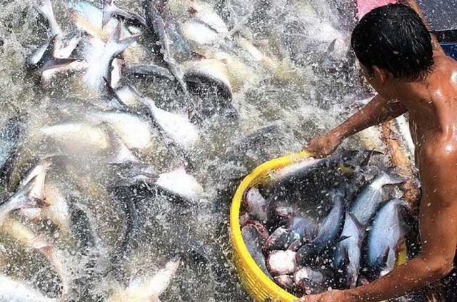 “Dẹp loạn” quy hoạch - bài 2: Khôi hài chuyện quy hoạch cả con cá, con tôm ảnh 2 “Dẹp loạn” quy hoạch - bài 2: Khôi hài chuyện quy hoạch cả con cá, con tôm ảnh 2