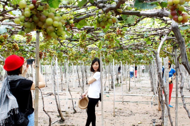 Nho Ninh Thuận giá cao gấp 1,5 lần nhưng mất mùa ảnh 1 Nho Ninh Thuận giá cao gấp 1,5 lần nhưng mất mùa ảnh 1