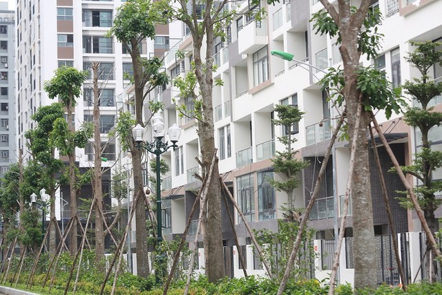 Nhịp sống mới đang rộn ràng tại Mon City ảnh 2