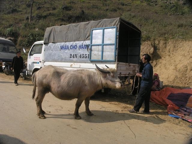 Mỗi phiên chợ Cán Cấu có hàng chục chuyến xe tải vận chuyển trâu đi tiêu thụ ở các địa phương khác.