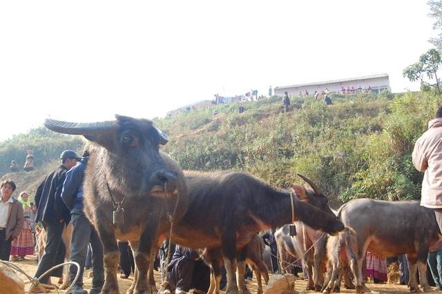 Mỗi phiên chợ trâu Cán Cấu có hàng trăm con trâu to nhỏ được mua bán với doanh số hàng tỷ đồng, qua đó khuyến khích nông dân vùng cao Lào Cai phát triển chăn nuôi đại gia súc.