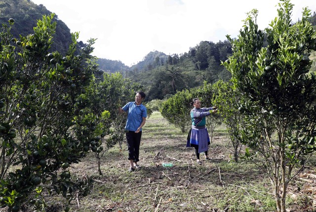 Vợ chồng anh Lù Seo Khờ ở xã Tả Ngài Chồ chăm sóc vườn cam từ vốn vay chính sách. Vợ chồng anh Lù Seo Khờ ở xã Tả Ngài Chồ chăm sóc vườn cam từ vốn vay chính sách.