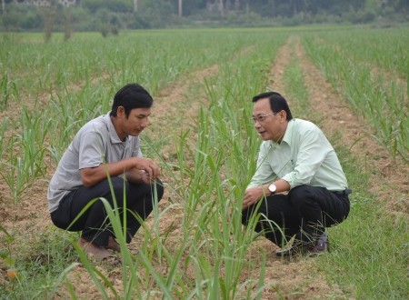 Thu lãi tiền tỷ mỗi vụ nhờ trồng mía trên cánh đồng mẫu lớn ảnh 1