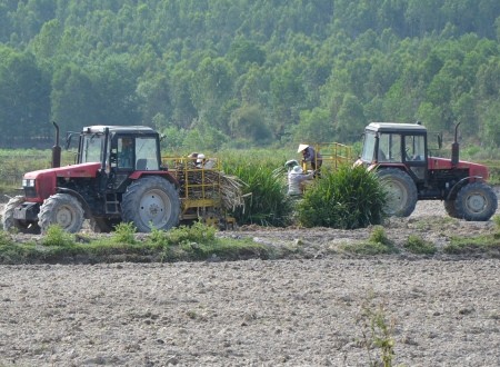 Thu lãi tiền tỷ mỗi vụ nhờ trồng mía trên cánh đồng mẫu lớn ảnh 4