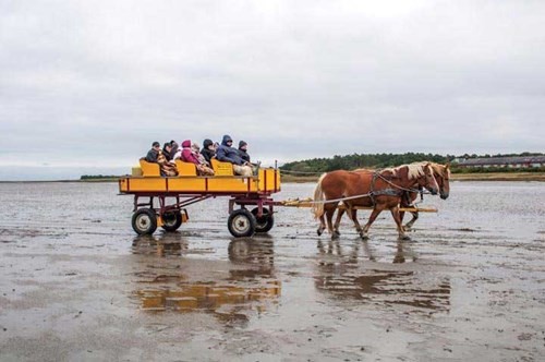Wadden - vùng biển “kỳ lạ” của Hà Lan ảnh 2 Wadden - vùng biển “kỳ lạ” của Hà Lan ảnh 2